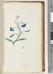 Page 72. Lobelia