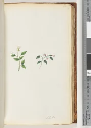 Page 73. Lobelia