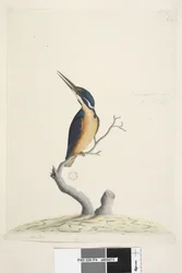 Page 74. Ter,re,a,mar or King Fisher. Natural size Azure Kingfisher Alyone azurea