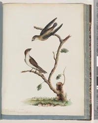 Unidentified Birds