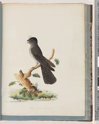 Page 75. Unidentified Bird. N. Holland Goatsucker
