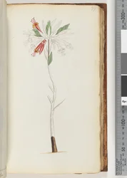 Page 77. No Inscription, Unfinished Drawing