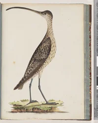 Page 78. Eastern Curlew