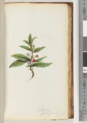 Page 78a. Solanum stelligerum / Star Nightshade
