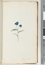 Page 7. Commelina Capillaris
