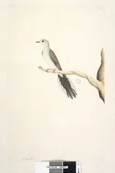 Natural Size Diamond Dove