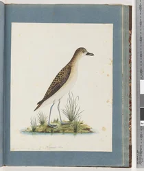 Golden Plover