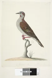 Natural Size Brush Bronzewing Pigeon