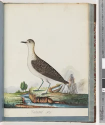 Page 83. Female Golden Plover