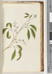 Page 85. Unidentified plant