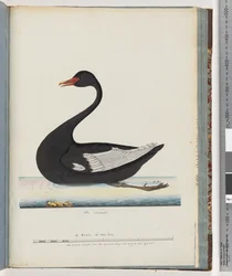 Page 86. Black Swan. The female Anas atrata