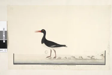 Hematopus