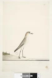 Page 88. Charadrius. below frame line in different hand This bird runs on the ground like the Sand Lark and is very common on the sands in the different parts of the harbour. below this in third hand Natural size Red, capped Dotterel Charadrius alexandrinu