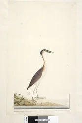 Page 89. Ardea ..?.. Nankeen Night, Heron Nycticorax caledonicus