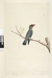 Reduced to Half Size Dollar Bird