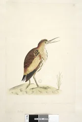 Little Bittern, 1791-92