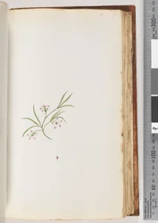 Unidentified Plant