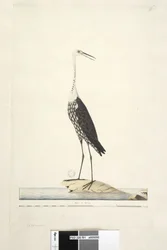 White-Necked Heron