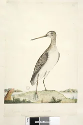 Page 92. Scolopax. December. Natural size, iris doubtful Japanese Snipe Gallinago hardwicki