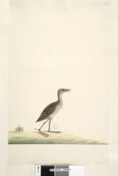 Marsh Crake