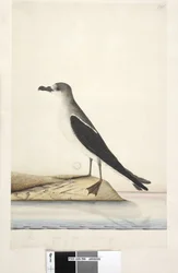 Page 96. Bird of Norfolk Island