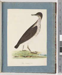 Page 96. Unidentified Bird