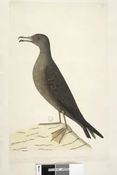 Page 97. Bird of Norfolk Island Commonly Called the Mutton Bird, Drawn Natural Size Wedge, Tailed Shearwater Puffinis Pacificus