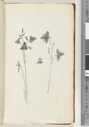 Page 9. Chlamysporum Sal. in Par Lond. No. 35