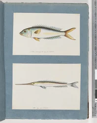 Unidentified Fish