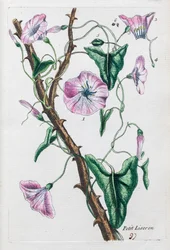 Small Bindweed