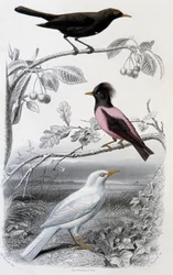 Plate of Natural History: Blackbird, White Blackbird, and Pink Blackbird - in 