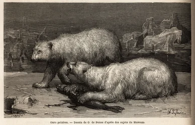 Polar Bears on the Ice Pack, Beating a Seal They Just Caught. Engraving to Illustrate the Voyage to the Free Sea of the Arctic Pole, by Doctor Hayes, Surgeon of the United States Navy, in 1860-1862, Published in Le Tour du Monde, Nouveau Journal des Voyage
