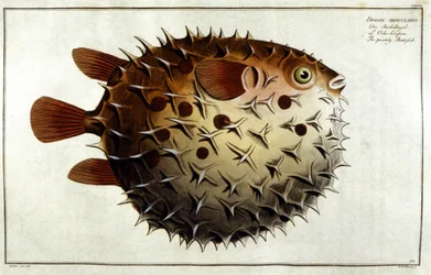 Porcupine fish after Marc Elieser Bloch Ichtyologie Paris - Berlin - London 1787.