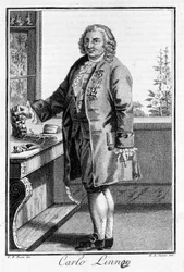 Portrait of Carl Von Linné, Swedish naturalist and writer (1707 - 1778). Engraving of the 19th century