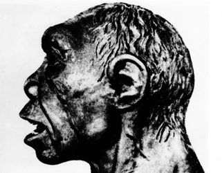 Prehistory: Reenactment of the Broken Hill Man (Profile Face), According to Schultz