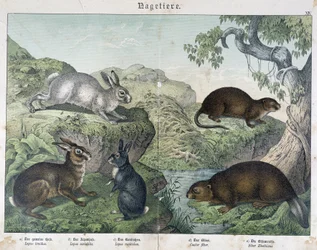 Rabbit, Beaver - in 