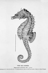 Representation of a Seahorse (Hippocampus Heptagonis), Natural History Board of the 19th Century