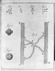 Representation of red blood cells of salmon and turbot. Study by the Dutch trader and naturalist Antoine van Leeuwenhoek (1632-1723). Engraving from Epistolae ad Societatem Regiam Angliam 17