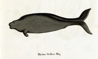 Rhytina Stelleri also called marine cow Steller, specimen disappeared in the 18th century.