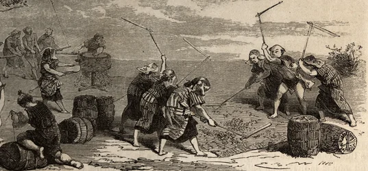 Rice Cultivation: Last Step