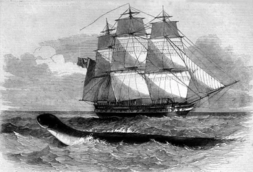 Sea monster: appearance of a sea snake on the Daedalus frigate road in 1848. Engraving of the 19th century