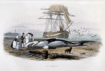 Shark Fishing - in "Histoire naturelle de Lacépède"