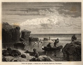 Sponge fishing by the Islanders of Anastasia Island