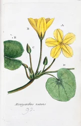 The Menyanthe