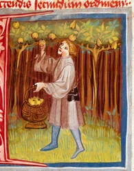 The Picking of Fruit. Miniature from “The Rustican or Book of Country and Rural Profit” (Rerum ruralium commodorum) by Pietro de Crescenzi (Crescent Stone or Crescens Stone) (1233-1320), 14th century. Prague, National Library