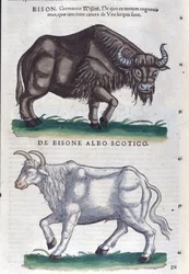 The bison and the white bison from Historiae animalium by Konrad Gesner, Tiguri
