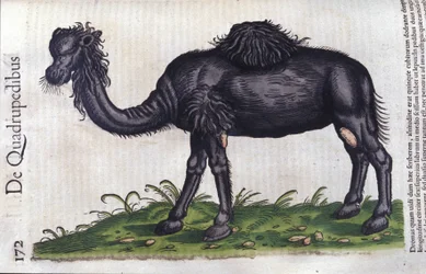 The camel from Historiae Animalium by Konrad Gesner, Tiguri