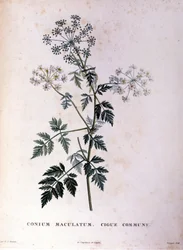 The common hemlock. 18th century engraving