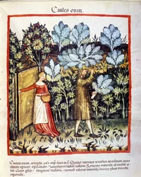 The crop of cabbage flower in a vegetable garden. Illumination from 