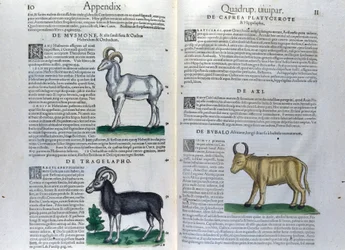 The Double Page of the Quadrupeds in Historia Animalium by Conrad Gesner